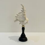 Antique Murex Ramosus Shell on a turned wooden base Napoleon III 19th century