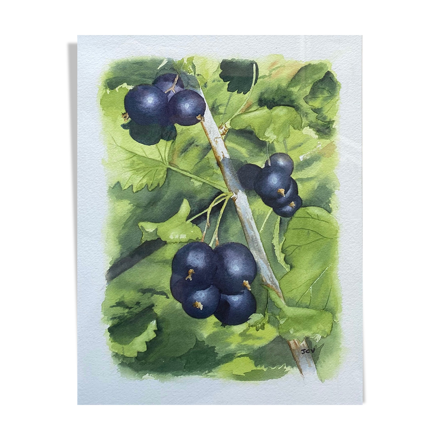 Watercolor painting "Les Cassis" signed J.C.V.