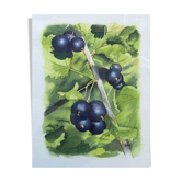 Watercolor painting "Les Cassis" signed J.C.V.