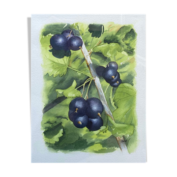 Watercolor painting "Les Cassis" signed J.C.V.