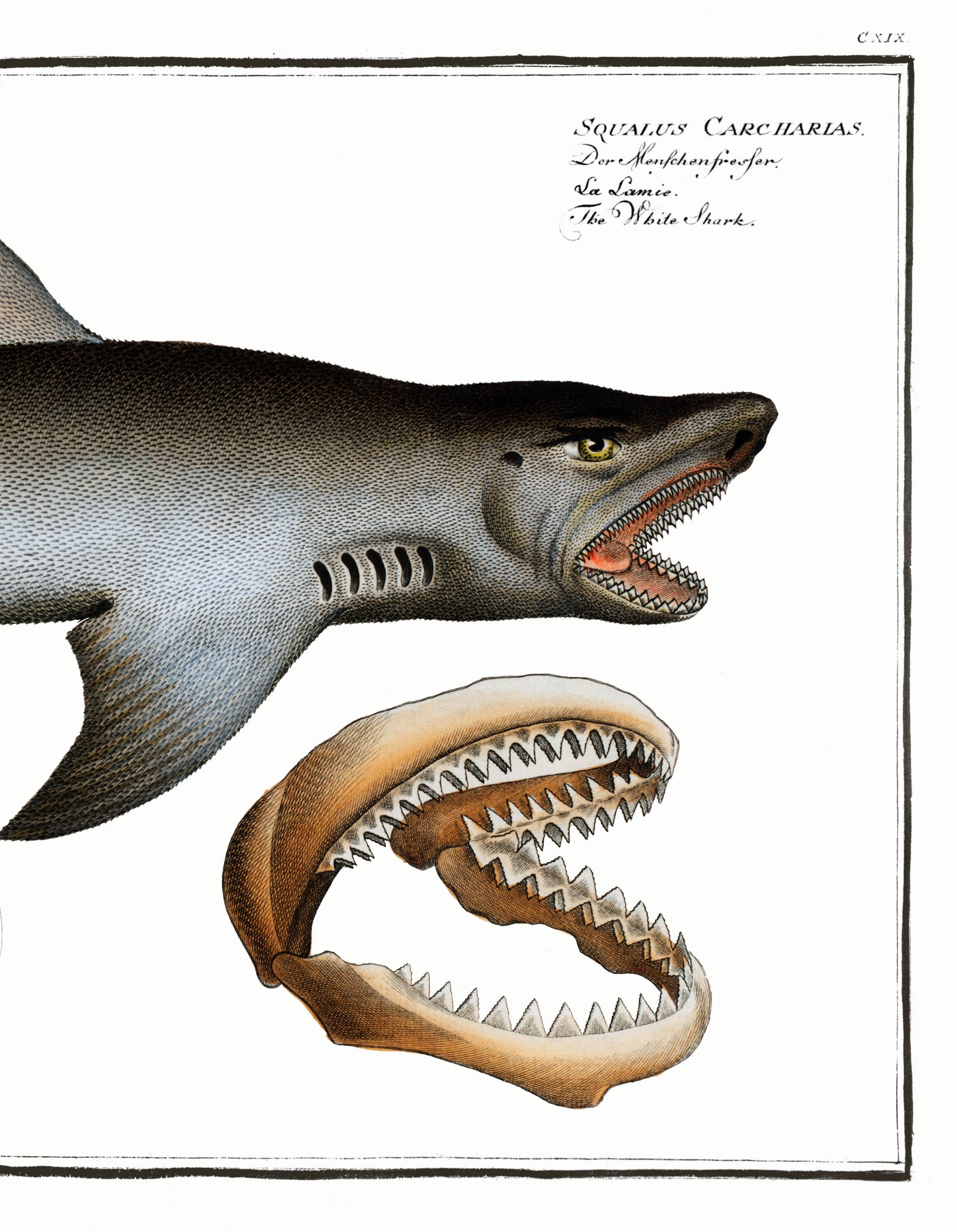 Poster about the great white shark, based on an old engraving from 1746.