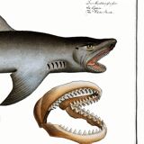 Poster about the great white shark, based on an old engraving from 1746.