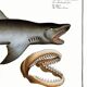 Poster about the great white shark, based on an old engraving from 1746.