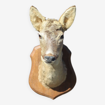 Taxidermie tête de cervidé, tête de chevreuil, tête de biche, cerf, trophée de chasse, décoration mu