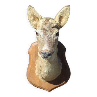 Taxidermie tête de cervidé, tête de chevreuil, tête de biche, cerf, trophée de chasse, décoration mu