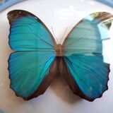 Papillon morpho naturalisé encadré