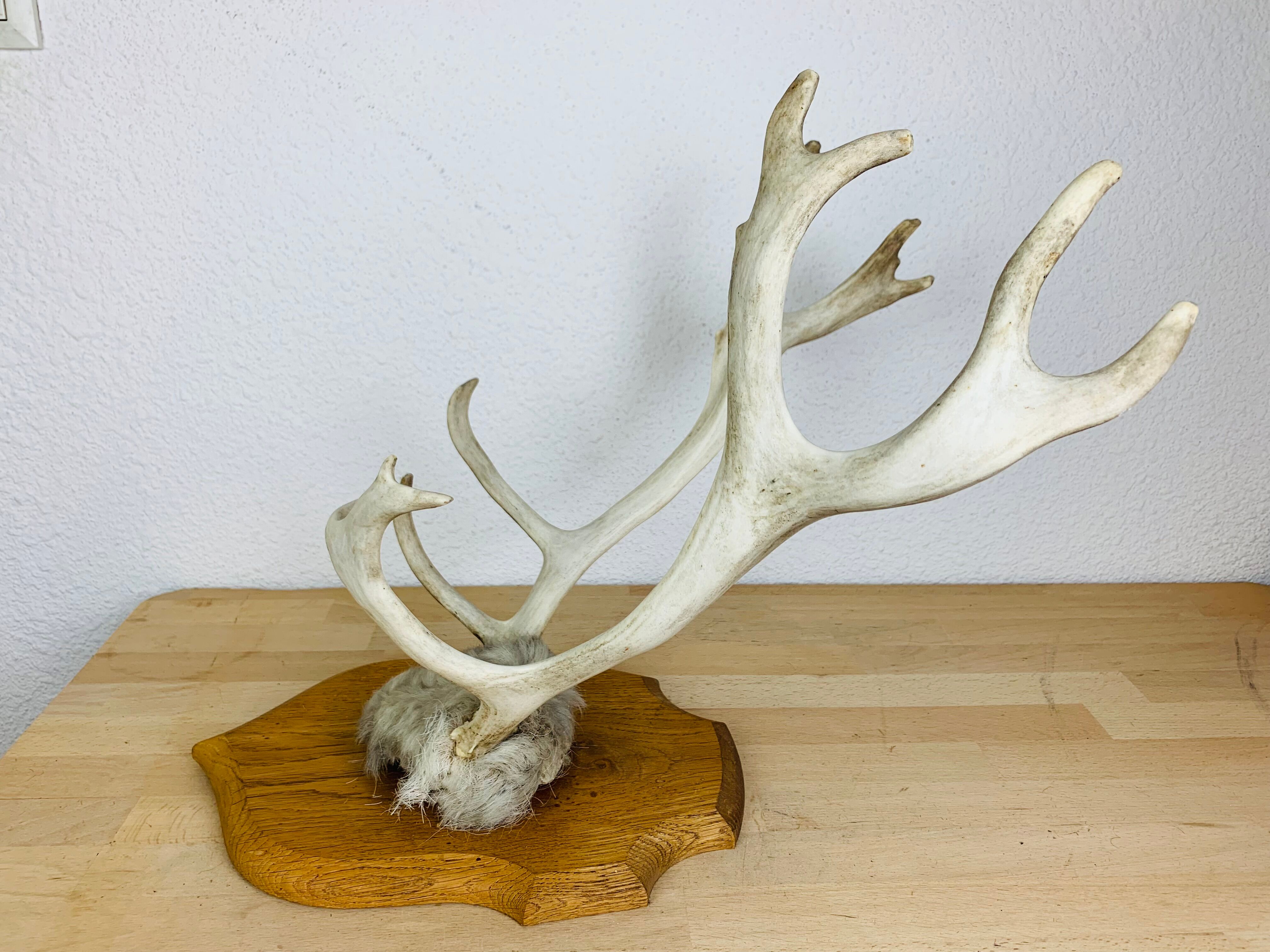 Reindeer trophy on wooden crest