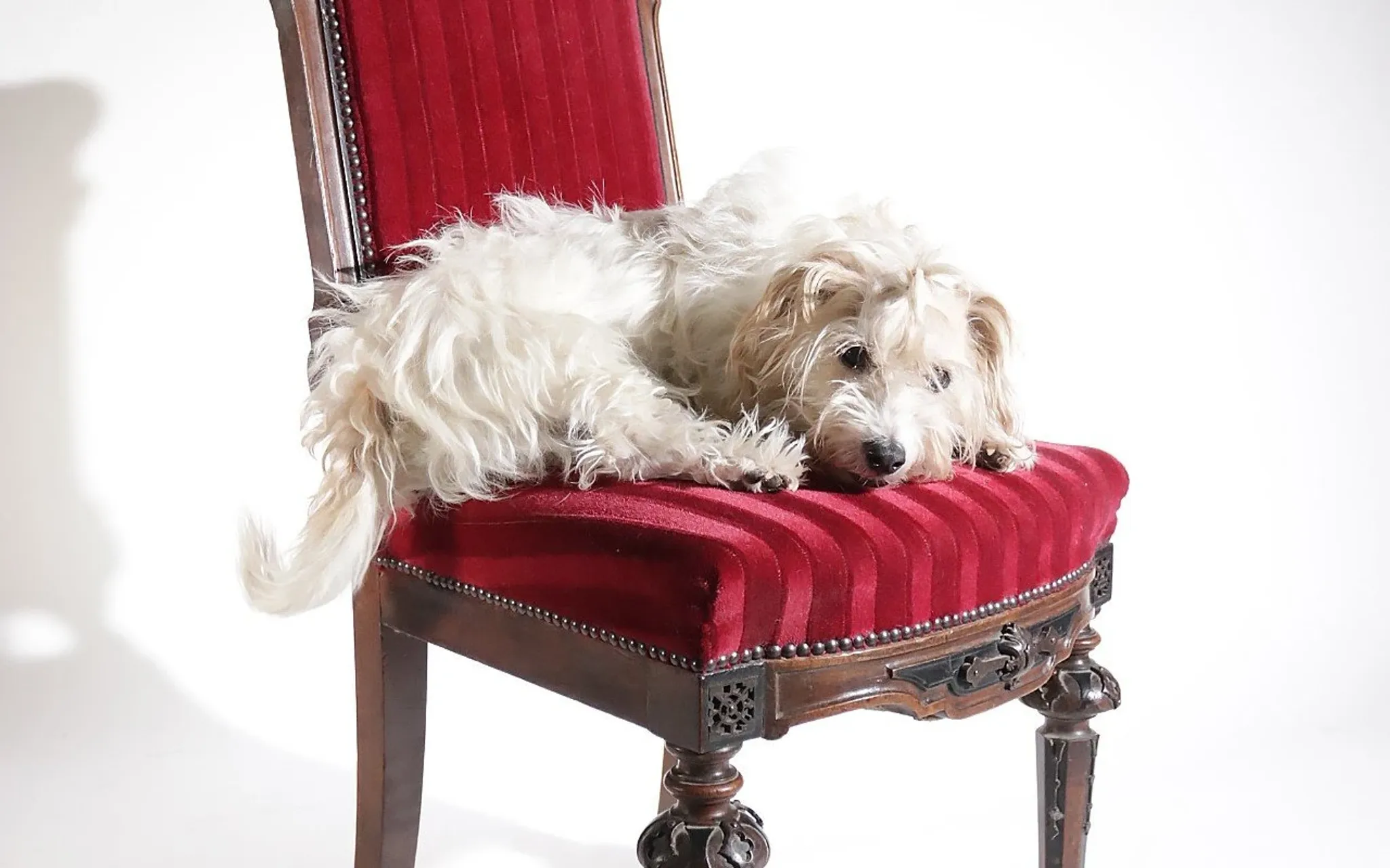 Nineteenth-century French carved chair with red velvet