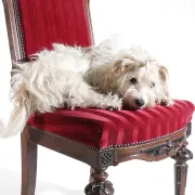 Nineteenth-century French carved chair with red velvet