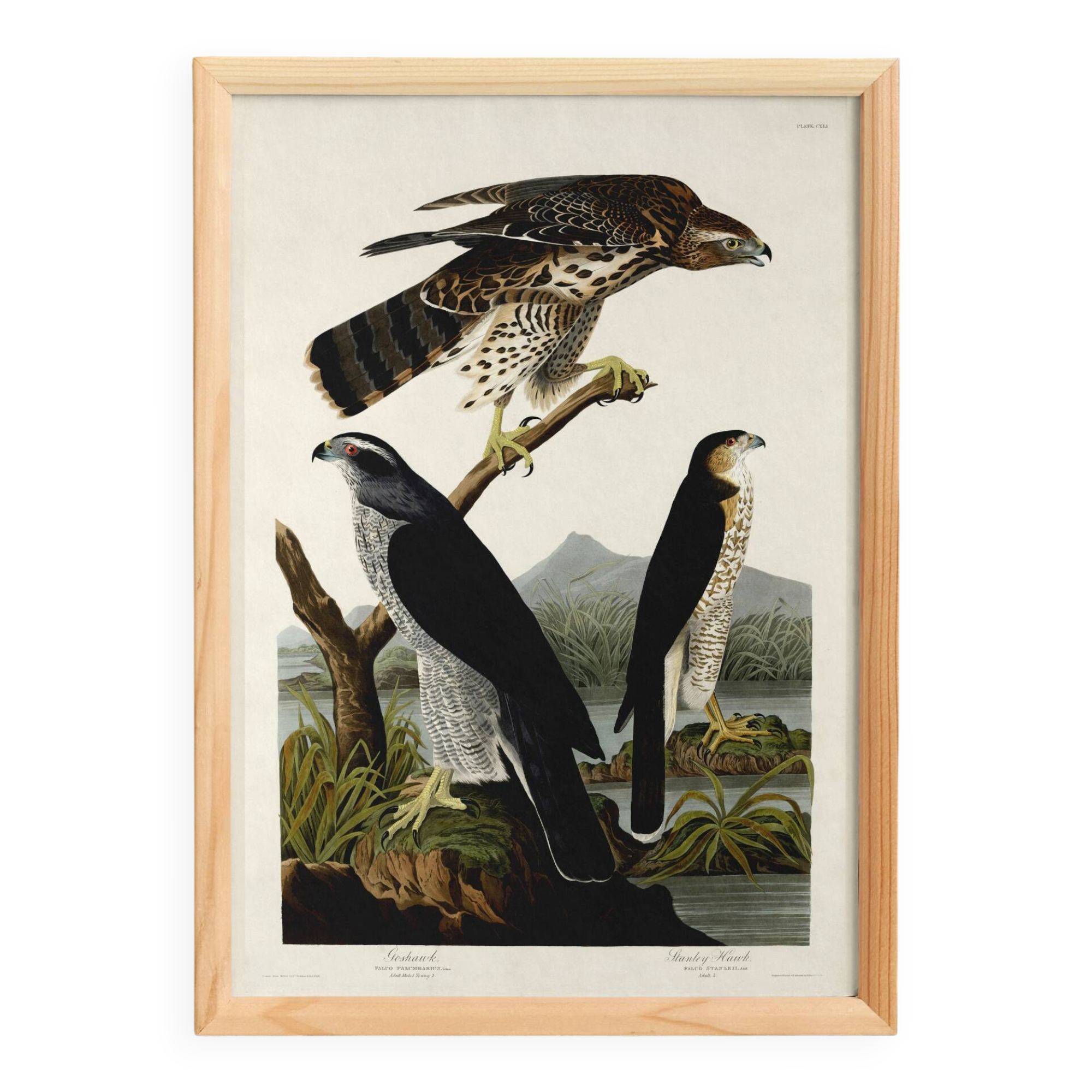 Poster about sparrowhawks, based on an old engraving from 1827.