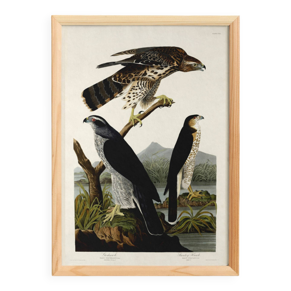 Affiche sur les éperviers, d’après une gravure ancienne de 1827.