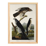 Poster about sparrowhawks, based on an old engraving from 1827.