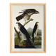 Poster about sparrowhawks, based on an old engraving from 1827.