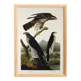Affiche sur les éperviers, d’après une gravure ancienne de 1827.