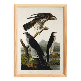 Poster about sparrowhawks, based on an old engraving from 1827.