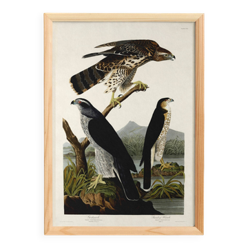 Affiche sur les éperviers, d’après une gravure ancienne de 1827.