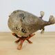 Pentadon globe fish naturalized on base cabinet of curiosity