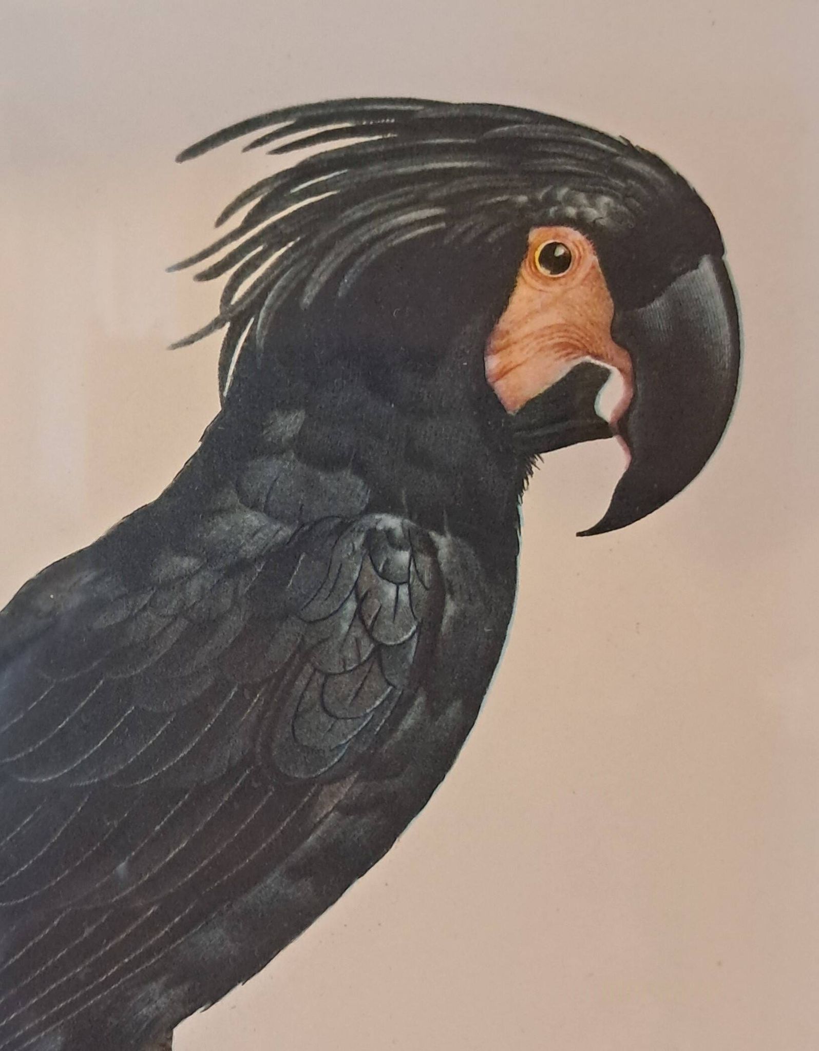 Trois Impressions D’oiseaux Tropicaux Par Barraband