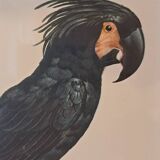 Three Tropical Bird Prints by Barraband