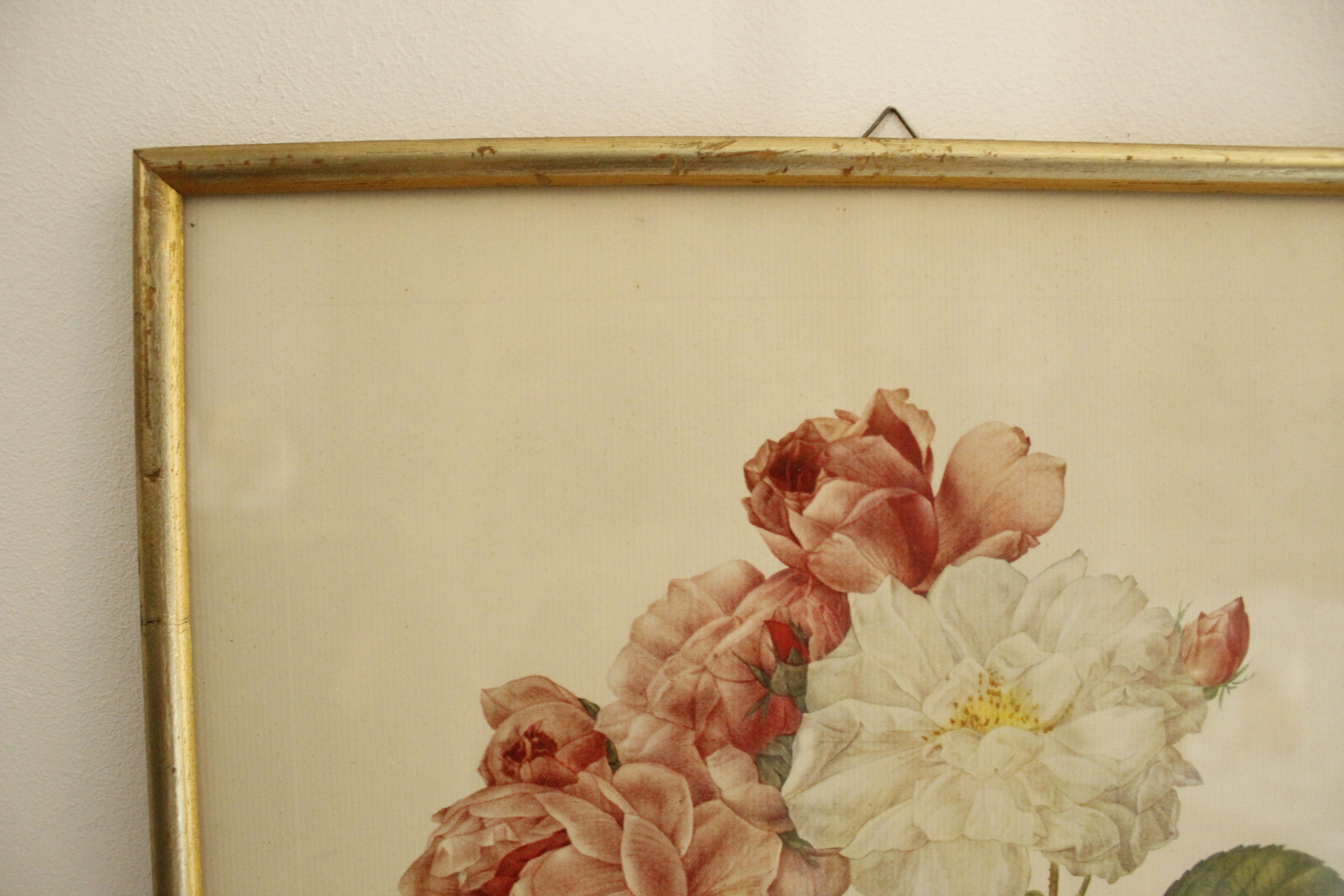Lithographie JP Redouté encadrée - Rosier de Cels