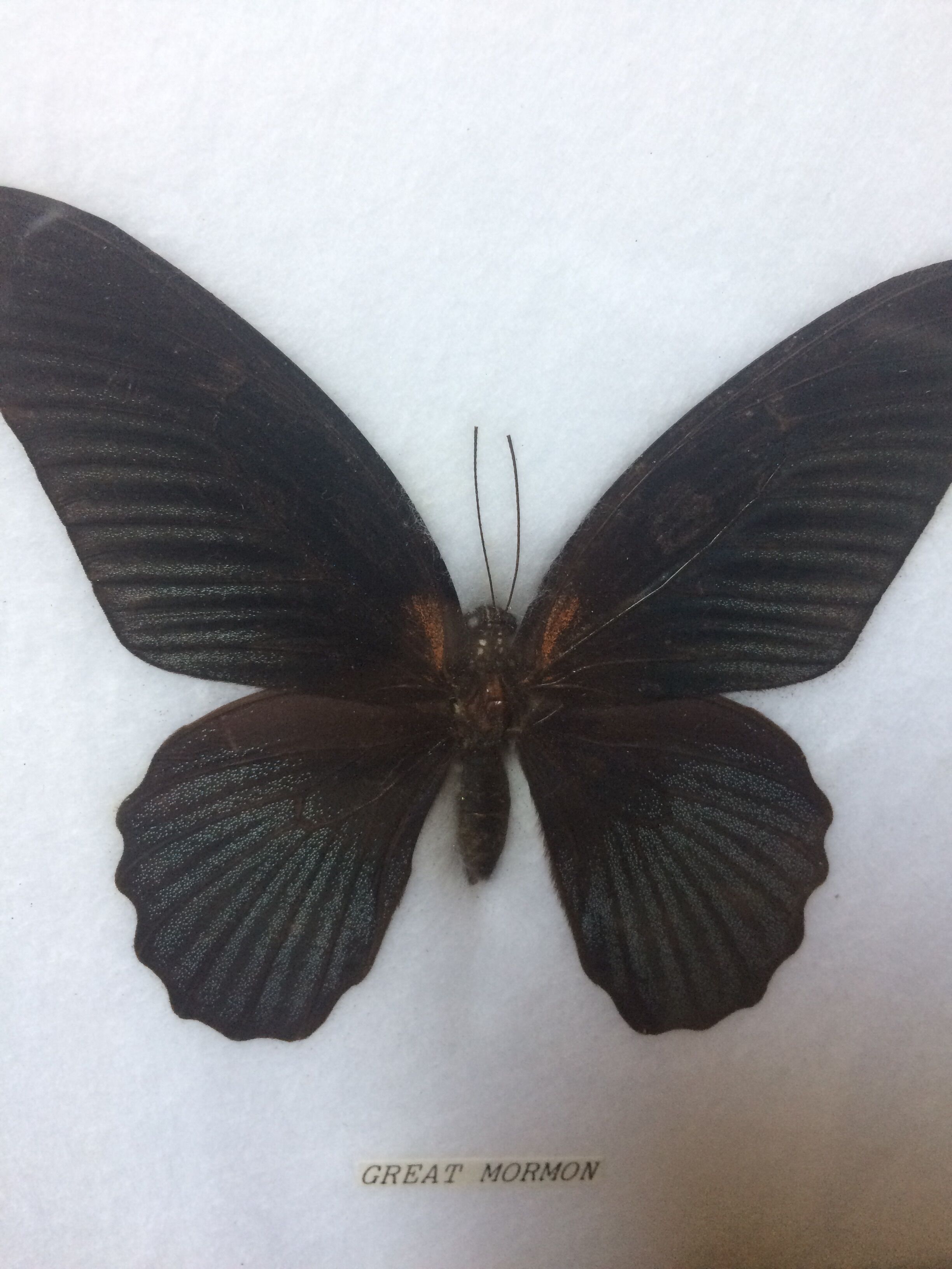 Framed great mormon butterfly