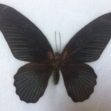 Framed great mormon butterfly