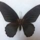 Papillon encadré grand mormon