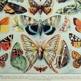 Old engraving 1928, Butterflies of Europe, entomology, insect • Lithograph, original illustration
