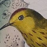 Ornithological Plate Buffon 1838 "Drongo, Iron Gray Fig, Spotted Fig"