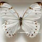 Framed Butterfly
