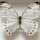 Papillon encadré