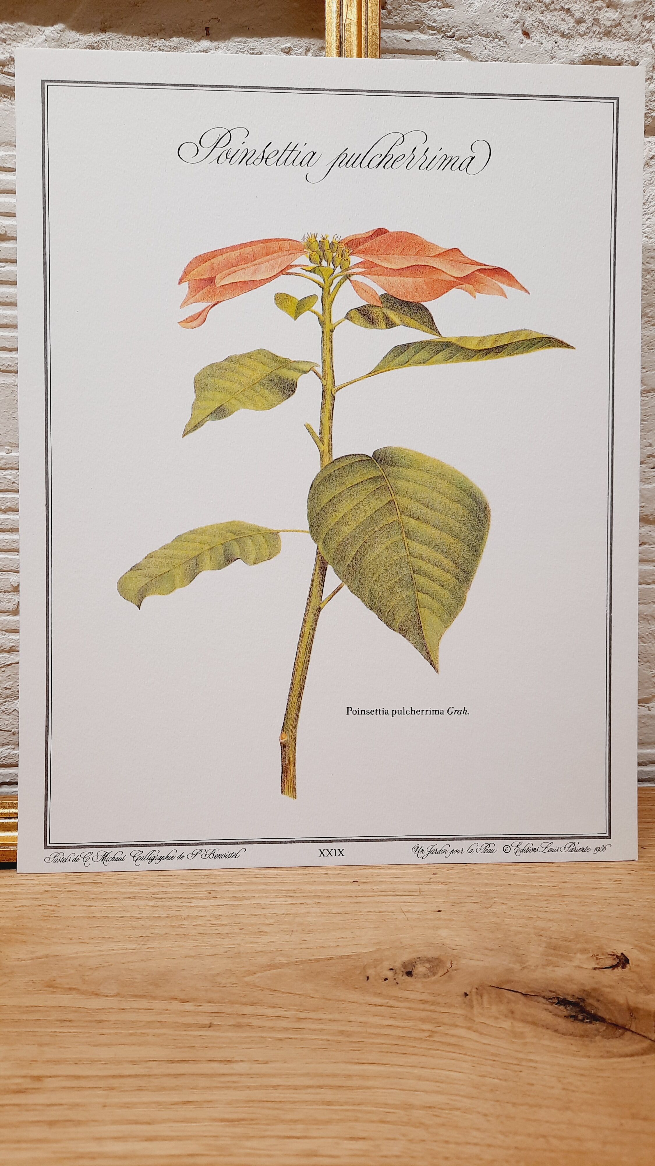 Botanical plate Poinsettia de Noël
