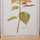 Botanical plate Poinsettia de Noël