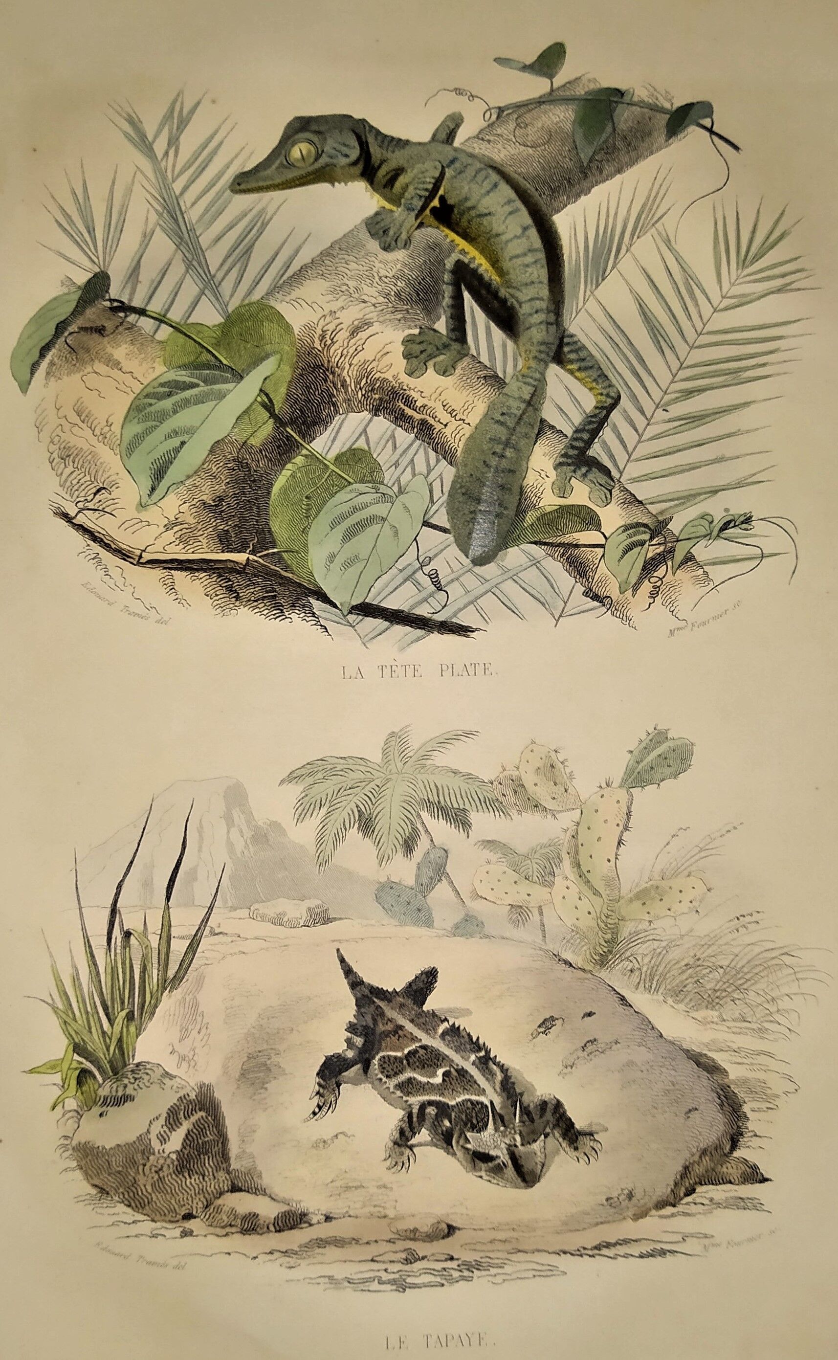 Original zoological plate of 1839 " la tête plate & le tapaye "