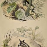 Planche zoologique originale de 1839 " la tête plate & le tapaye "