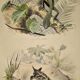 Original zoological plate of 1839 " la tête plate & le tapaye "