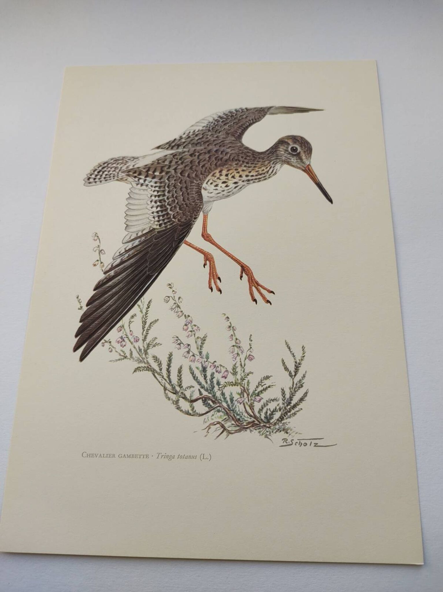 Antique bird plate from the 1960s - Knight Gambette - Illustration