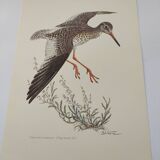 Antique bird plate from the 1960s - Knight Gambette - Illustration