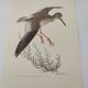 Planche ancienne oiseaux Années 1960 - Chevalier Gambette - Illustration