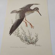 Antique bird plate from the 1960s - Knight Gambette - Illustration