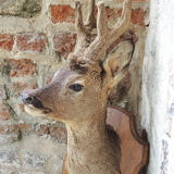 Former hunting trophy