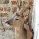 Former hunting trophy