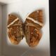 Brown Butterfly framed Deyrolle curiosity cabinet