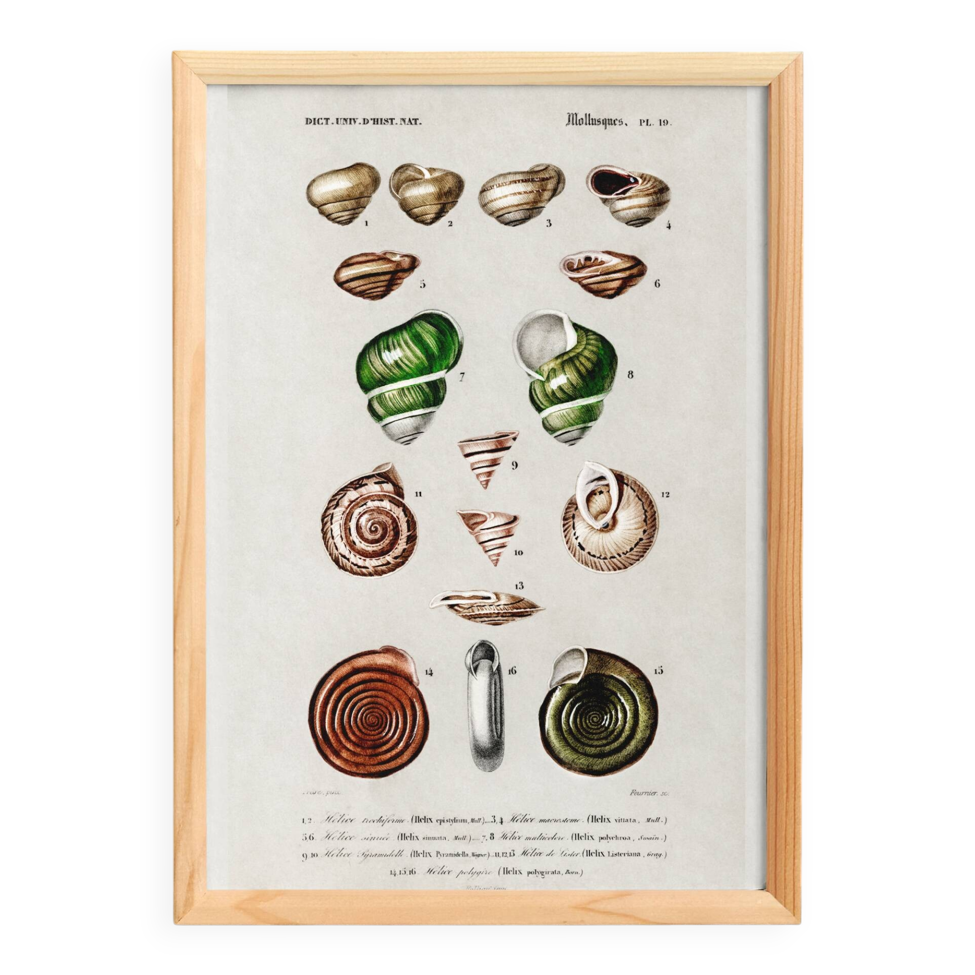 Poster about snails and shellfish, based on an old engraving