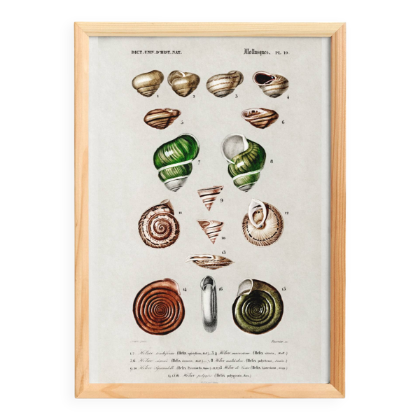 Affiche sur les escargots et coquillages, d’après une gravure ancienne