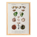 Poster about snails and shellfish, based on an old engraving