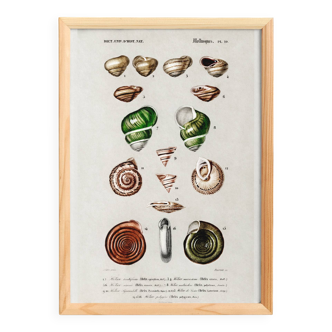Poster about snails and shellfish, based on an old engraving
