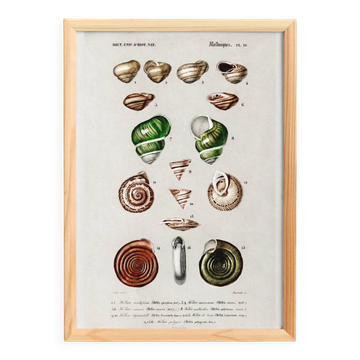 Affiche sur les escargots et coquillages, d’après une gravure ancienne