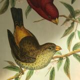 Set of 2 ornithological lithographs