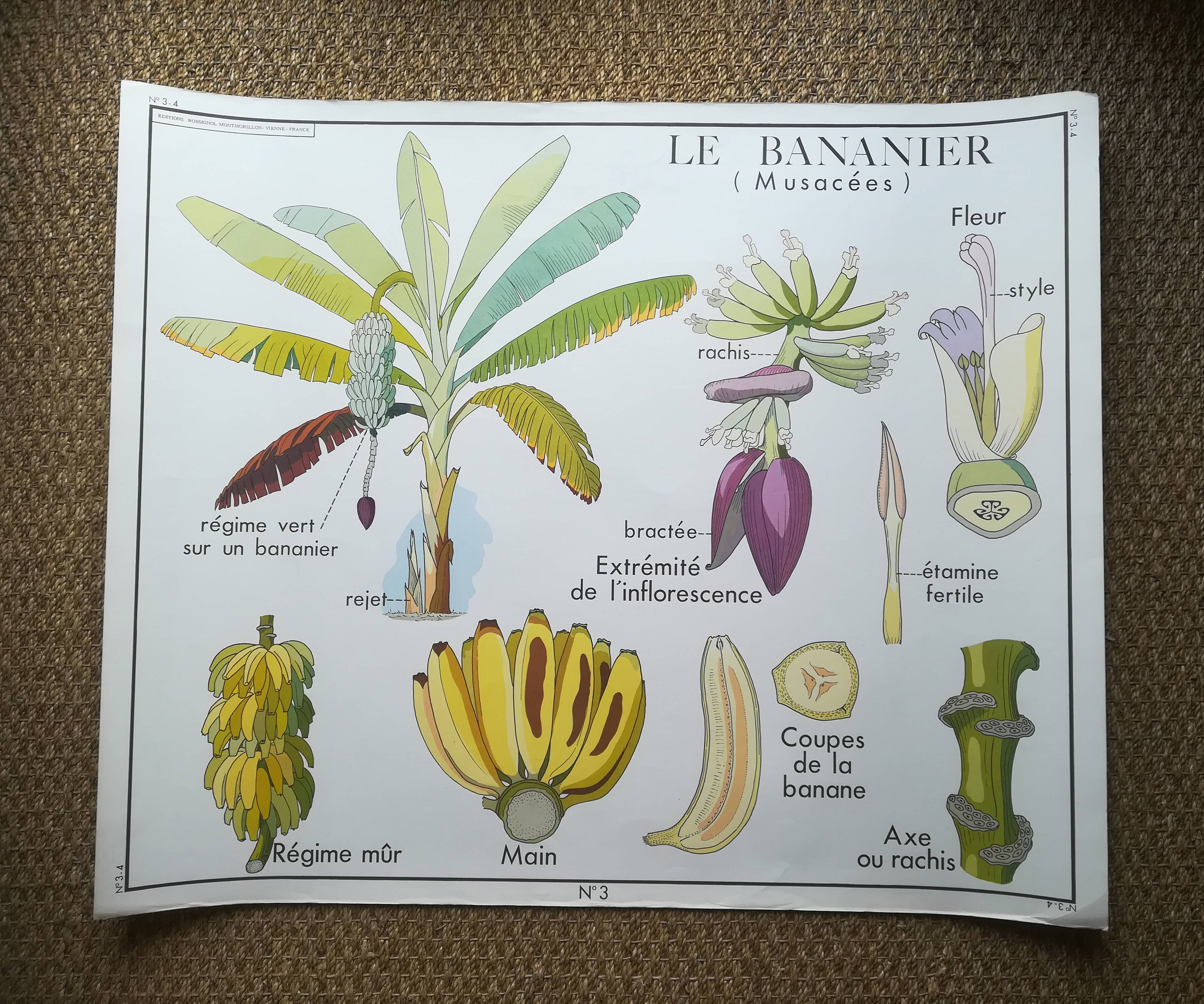 Rossignol pedagogical poster "The banana and pineapple" vintage.